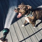 Isaac Pollard - @delilahdogdad - Instagram