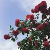 isaacriddle540 - @isaacriddle540 - TikTok