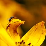 Isaac B. Rosenberg - @macro_senberg - Instagram