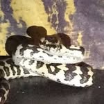 Isaac Rosenberg - @ghostis_reptiles - Instagram