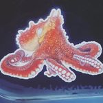 Isaac Roy - @sacocheamain - Instagram