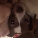 Isaac Schofield - @isaacbdms - Instagram