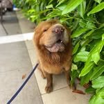 Isaac - @isaac.sharpei - Instagram