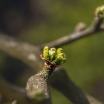 Isaac Sheppard - @ivolga2207 - Instagram