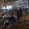 Pickle.off-road - @isaac.shoemaker - TikTok