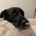 Isaac Speelman - Facebook