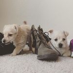Isaac&Stark da puppss - @isaac.and.stark - Instagram