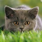 Isaac Sternhagen - @isaacsternhagen - Instagram