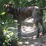 Isaac Steward - @izacdubs - Instagram