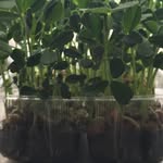 Isaac Tomlinson - @food_from_here - Instagram