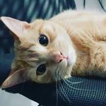 isaac Wesley - @ninho_gato_bonitinho - Instagram