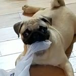Isaac Willis - @animal_meme_life - Instagram