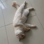 Isaac Zhang - @isaaczhang885 - Instagram