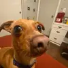 isabelaraiza20 - @cheekyspammy - TikTok