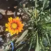 Isabel Araya - @isabel.araya77 - TikTok