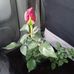 Isabel Arguello - Facebook