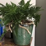 Isabel Arnold - @mouseplants - Instagram