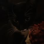 Isabella Baggett - @kidd_yogi_loves_petz - Instagram