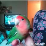 @isabel_bird_lover - Instagram
