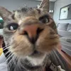 Isabel.Byrd - @neomauwusov - TikTok