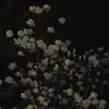 Isabel Carrera - @isabelcarrera757 - TikTok