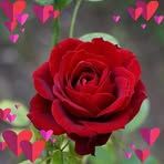 Isabelle Chandler - Facebook