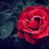 Isabel Coleman - @13o7c88y23 - TikTok