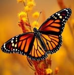 Isabel Cornejo - Facebook