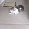 IsabelCraig - @isabelsthebest22 - TikTok
