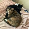 Luna and rose and more - @isabeldawson6 - TikTok