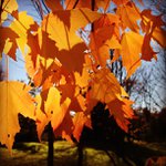 Isabel drake - @perldive - Instagram
