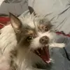 Isabel Freeman  - @bigswags - TikTok