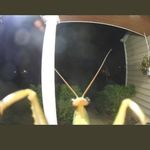 Isabel Gibson - @stinky_winky__ - Instagram