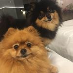 Isabelle Hebert - @les_gardiens_dhades_ - Instagram