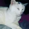 isabel Jansen - @isabbbelllll - TikTok