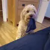 isabel - @isabel_larkin - TikTok