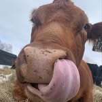 isabel lowe - @gobler420 - Instagram