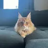 IsabelLutz - @ilutz_ - TikTok