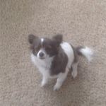 Isabel MacKenzie - @isabel_dog - Instagram