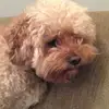 Isabella Magee - @bella_1830 - TikTok