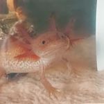 Isabella Manley - @bubbly.axolotls - Instagram