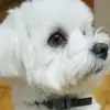 Isabel Manso - @isabel.manso5 - TikTok