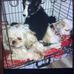 Isabella Mccartney - Facebook