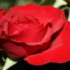 IsabellaMcGrath - @user2990703170278 - TikTok