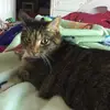 isabellamcmanus - @snowy_bean19 - TikTok