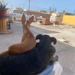 Isabel Merida Calderin - @meridacalderin - Instagram