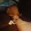 isabella.milligan - @izzybizzy458900 - TikTok