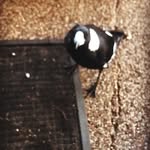 isabel morrison - @morrison0553gc - Instagram