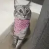 Isabel Mosqueda - @isabelmosmont - TikTok
