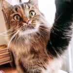 Isabella - @isabella___napiers.constant - Instagram